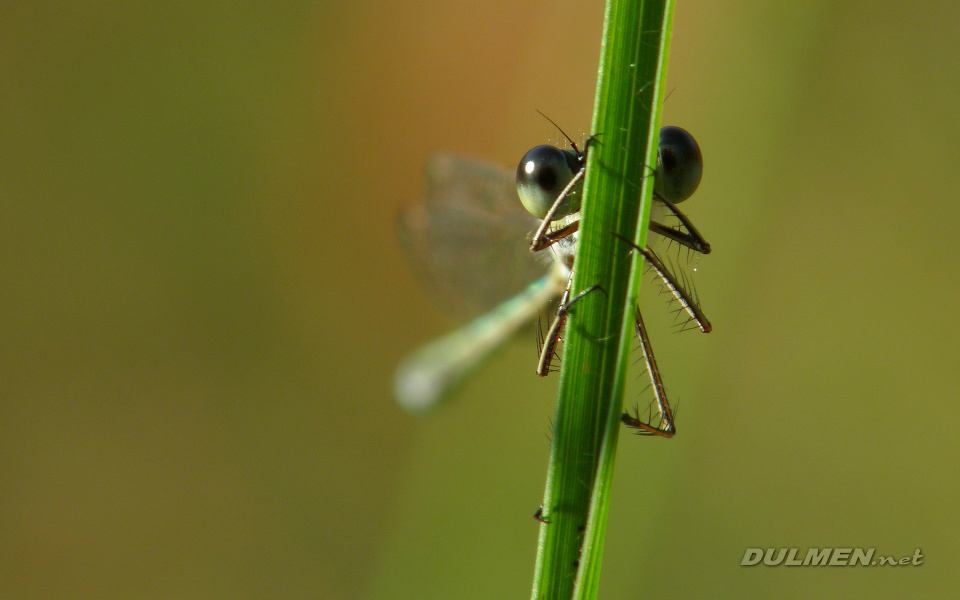 Small Spreadwing (Male, Lestes virens)